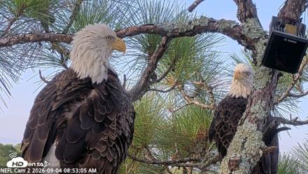NE Florida Eagles Live Webcam - Sep 4, 2026, 8:54am EDT