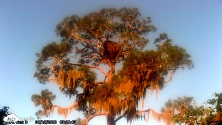 NE Florida Eagles Live Webcam - Apr 16, 2026, 7:29am EDT