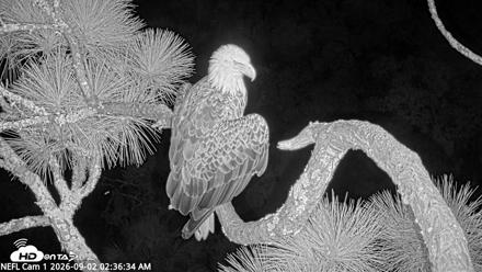 NE Florida Eagles Live Webcam - Sep 2, 2026, 2:37am EDT