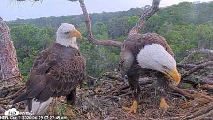 NE Florida Eagles Live Webcam - Apr 29, 2026, 7:28am EDT