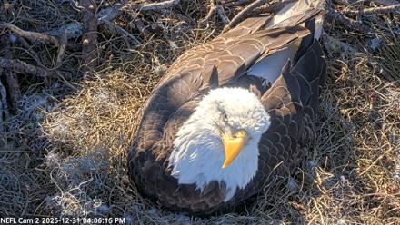 NE Florida Eagles Live Webcam - Dec 31, 2025, 4:07pm EST