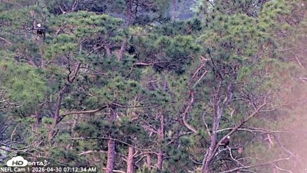 NE Florida Eagles Live Webcam - Apr 30, 2026, 7:13am EDT