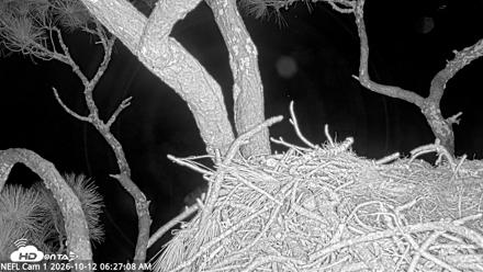 NE Florida Eagles Live Webcam - Oct 12, 2026, 6:28am EDT