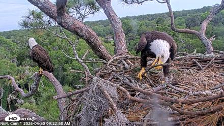 NE Florida Eagles Live Webcam - Apr 30, 2026, 9:24am EDT