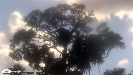 NE Florida Eagles Live Webcam - Aug 16, 2026, 3:51pm EDT