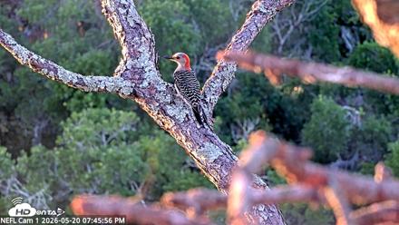 NE Florida Eagles Live Webcam - May 20, 2026, 7:46pm EDT