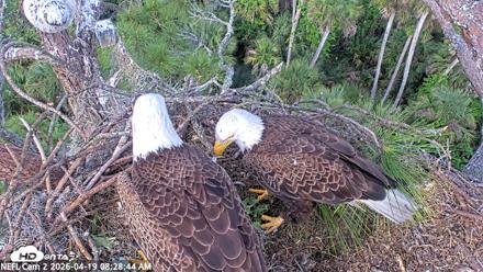 NE Florida Eagles Live Webcam - Apr 19, 2026, 8:29am EDT