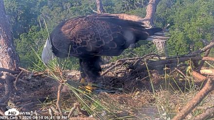 NE Florida Eagles Live Webcam - Apr 19, 2026, 5:42pm EDT
