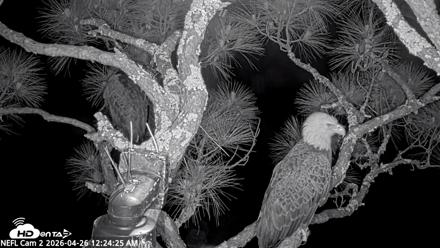 NE Florida Eagles Live Webcam - Apr 26, 2026, 12:25am EDT