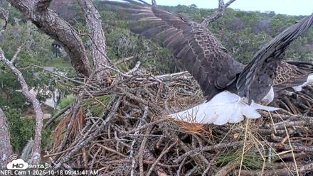 NE Florida Eagles Live Webcam - Oct 18, 2026, 9:42am EDT