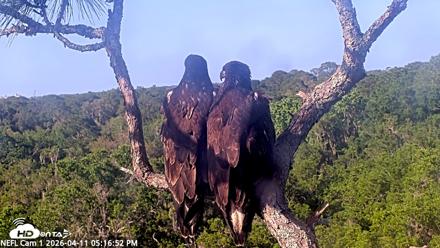 NE Florida Eagles Live Webcam - Apr 11, 2026, 5:17pm EDT
