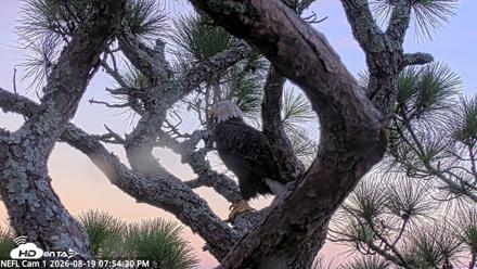 NE Florida Eagles Live Webcam - Aug 19, 2026, 7:55pm EDT