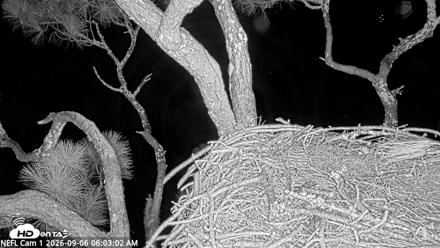 NE Florida Eagles Live Webcam - Sep 6, 2026, 6:04am EDT