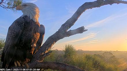 NE Florida Eagles Live Webcam - Nov 8, 2025, 7:02am EST