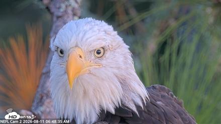 NE Florida Eagles Live Webcam - Aug 11, 2026, 6:49am EDT