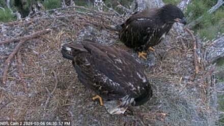 NE Florida Eagles Live Webcam - Mar 6, 2026, 6:31pm EST