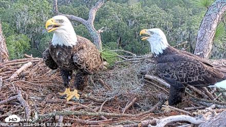 NE Florida Eagles Live Webcam - Sep 4, 2026, 7:40am EDT