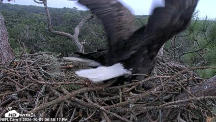 NE Florida Eagles Live Webcam - Oct 9, 2026, 6:59pm EDT