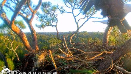 NE Florida Eagles Live Webcam - Sep 13, 2026, 7:53am EDT
