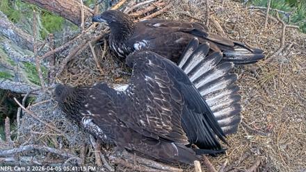 NE Florida Eagles Live Webcam - Apr 5, 2026, 5:41pm EDT