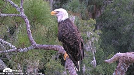 NE Florida Eagles Live Webcam - Aug 19, 2026, 7:56pm EDT
