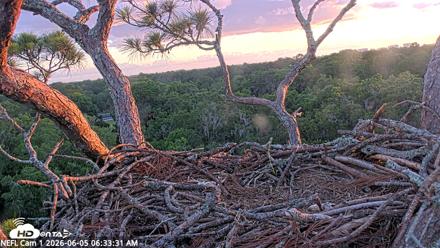 NE Florida Eagles Live Webcam - Jun 5, 2026, 6:36am EDT