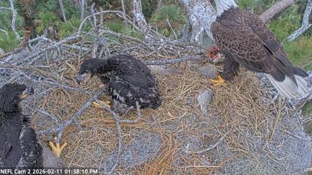 NE Florida Eagles Live Webcam - Feb 11, 2026, 1:38pm EST