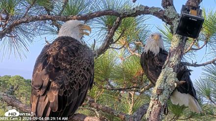 NE Florida Eagles Live Webcam - Sep 4, 2026, 8:30am EDT