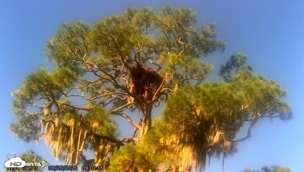 NE Florida Eagles Live Webcam - Sep 26, 2026, 9:03am EDT
