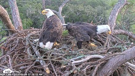 NE Florida Eagles Live Webcam - Sep 8, 2026, 7:17am EDT