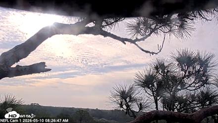 NE Florida Eagles Live Webcam - May 10, 2026, 8:28am EDT