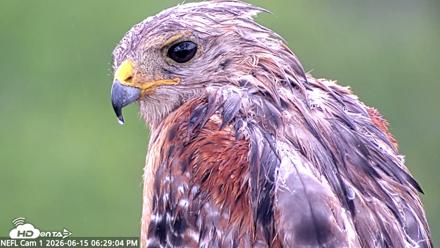 NE Florida Eagles Live Webcam - Jun 15, 2026, 6:29pm EDT