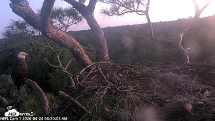 NE Florida Eagles Live Webcam - Apr 24, 2026, 6:30am EDT