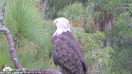 NE Florida Eagles Live Webcam - Aug 20, 2026, 6:14pm EDT