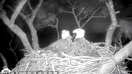 NE Florida Eagles Live Webcam - Sep 16, 2026, 6:35am EDT