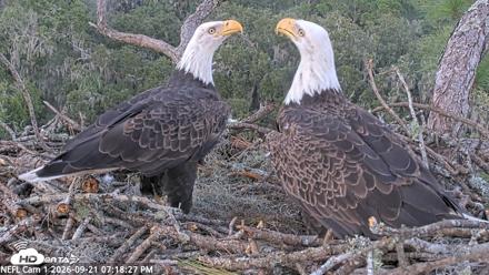 NE Florida Eagles Live Webcam - Sep 21, 2026, 7:19pm EDT