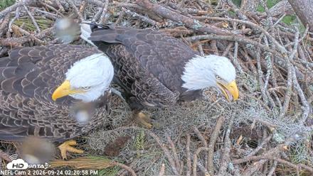 NE Florida Eagles Live Webcam - Sep 24, 2026, 2:21pm EDT