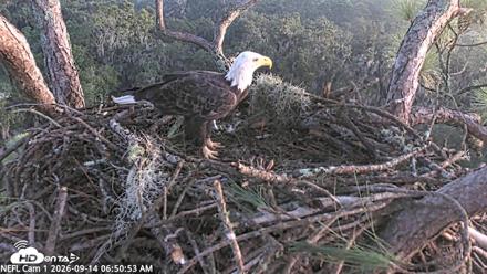 NE Florida Eagles Live Webcam - Sep 14, 2026, 6:51am EDT