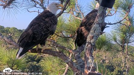 NE Florida Eagles Live Webcam - Sep 26, 2026, 8:41am EDT