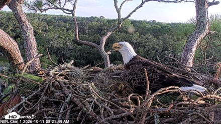 NE Florida Eagles Live Webcam - Oct 11, 2026, 8:22am EDT