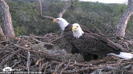 NE Florida Eagles Live Webcam - Sep 30, 2026, 7:09am EDT