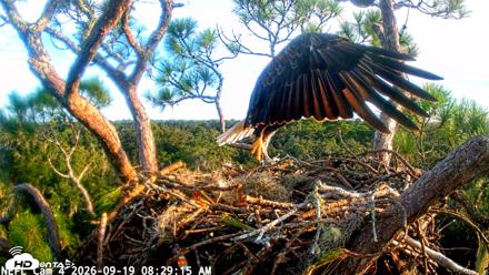 NE Florida Eagles Live Webcam - Sep 19, 2026, 8:30am EDT
