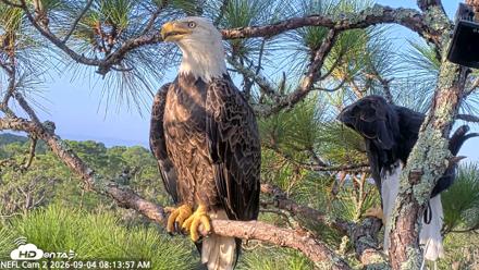 NE Florida Eagles Live Webcam - Sep 4, 2026, 8:15am EDT