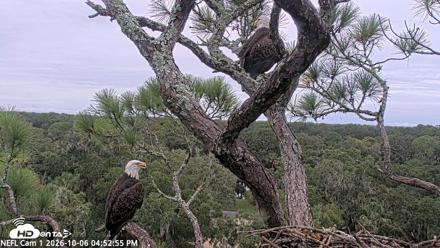 NE Florida Eagles Live Webcam - Oct 6, 2026, 4:53pm EDT