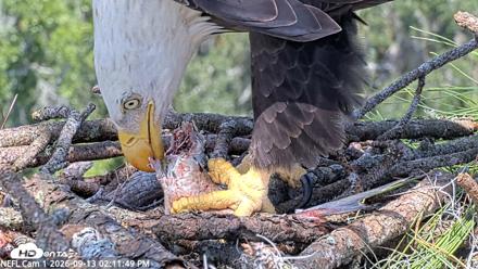 NE Florida Eagles Live Webcam - Sep 13, 2026, 2:12pm EDT