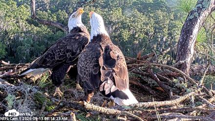 NE Florida Eagles Live Webcam - Sep 13, 2026, 8:19am EDT