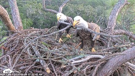 NE Florida Eagles Live Webcam - Sep 8, 2026, 7:23am EDT