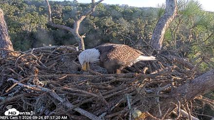 NE Florida Eagles Live Webcam - Sep 26, 2026, 7:58am EDT