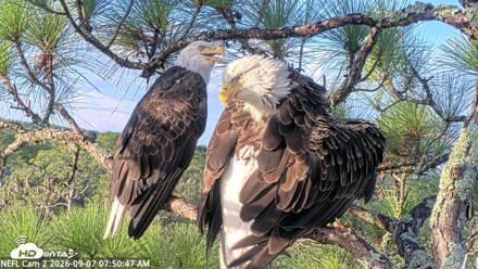 NE Florida Eagles Live Webcam - Sep 7, 2026, 7:51am EDT