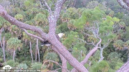 NE Florida Eagles Live Webcam - Sep 24, 2026, 1:02pm EDT